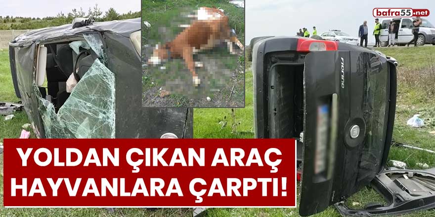 Yoldan çıkan araç hayvanlara çarptı!