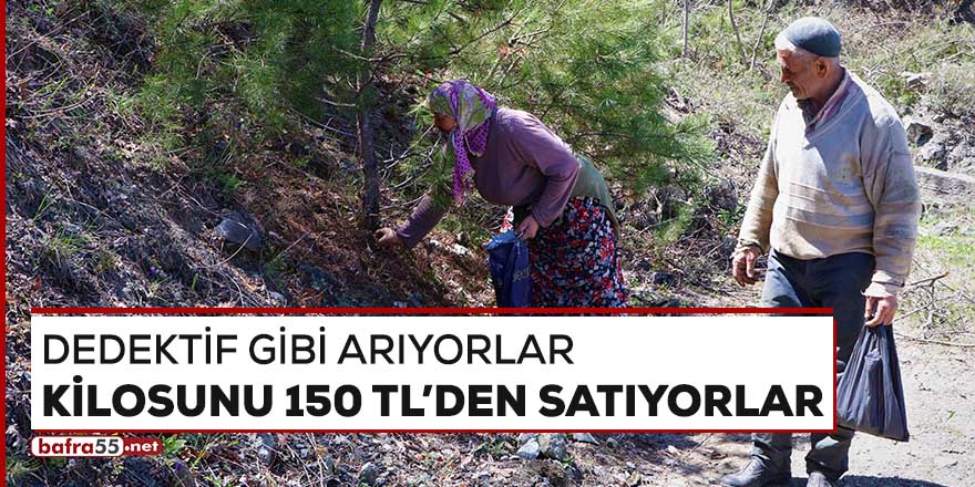 Dedektif gibi arıyorlar, kilosunu 150 TL'den satıyorlar