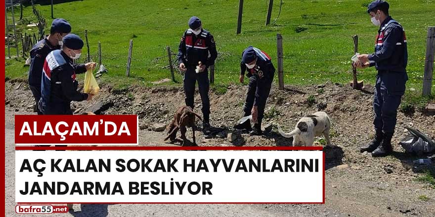 Alaçam'da aç kalan sokak hayvanlarını jandarma besliyor