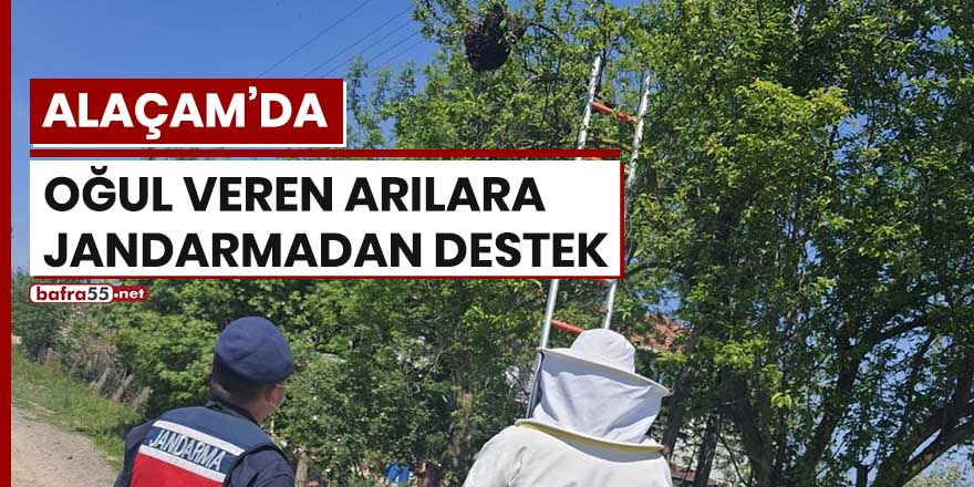 Alaçam'da oğul veren arılara jandarmadan destek