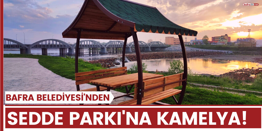 Bafra Belediyesinden Sedde Parkı'na Kamelya!