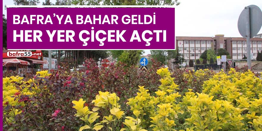 Bafra'ya bahar geldi, her yer çiçek açtı