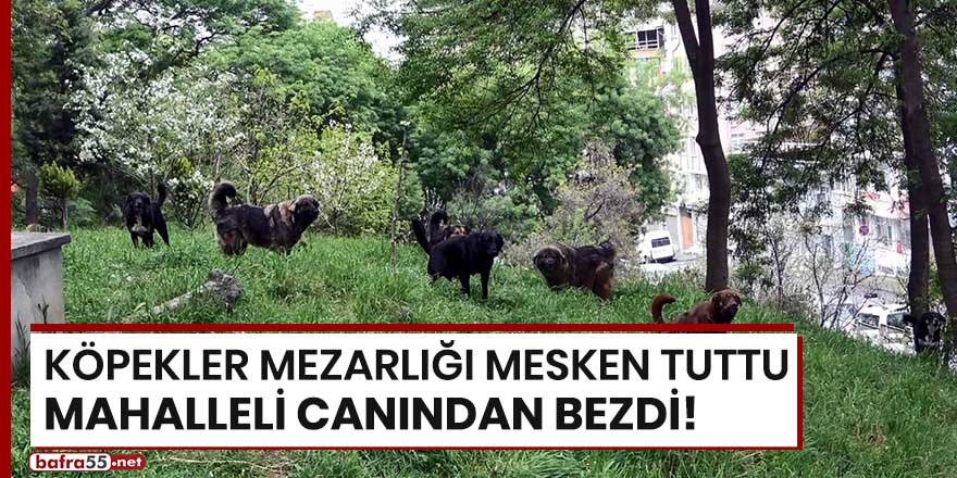 Köpekler mezarlığı mesken tuttu, mahalleli canından bezdi!