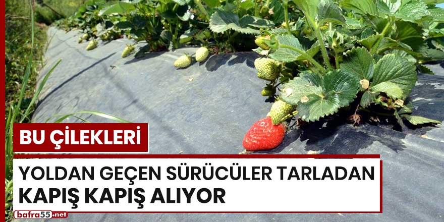 Bu çilekleri yoldan geçen sürücüler tarladan kapış kapış alıyor