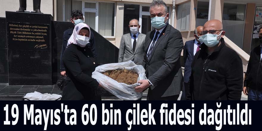 19 Mayıs'ta 60 bin çilek fidesi dağıtıldı