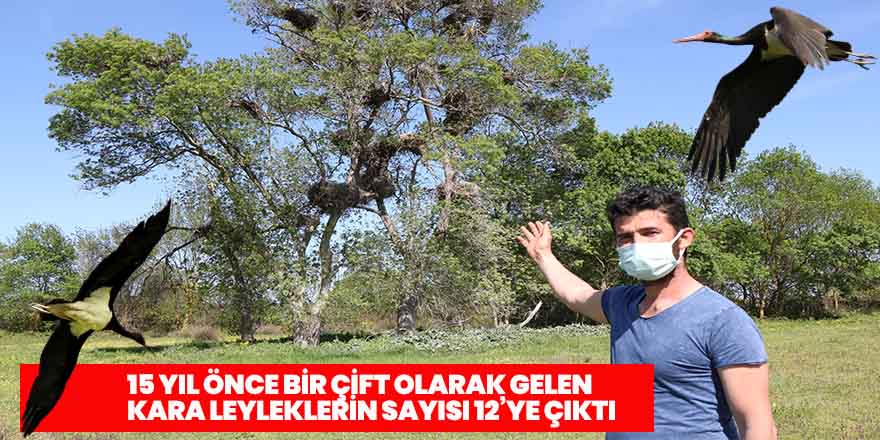 15 yıl önce bir çift olarak gelen kara leyleklerin sayısı 12’ye çıktı