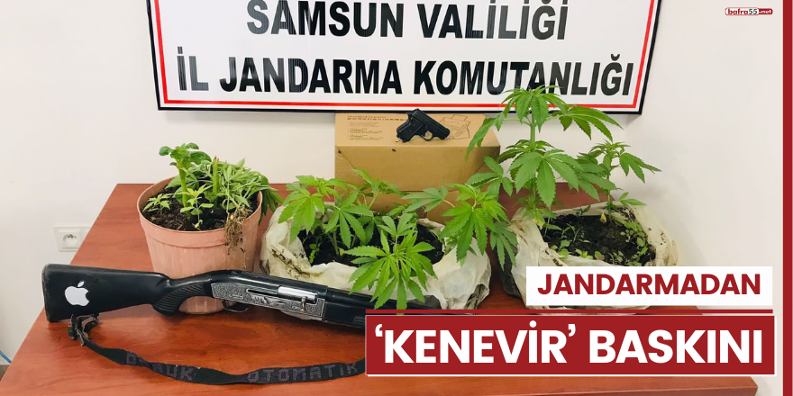 Jandarmadan ‘kenevir’ baskını