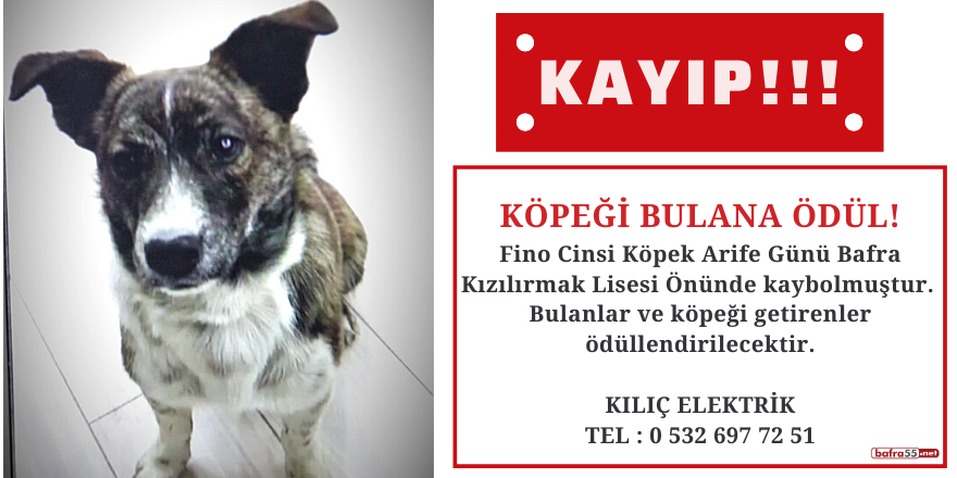 Kayıp köpek aranıyor!