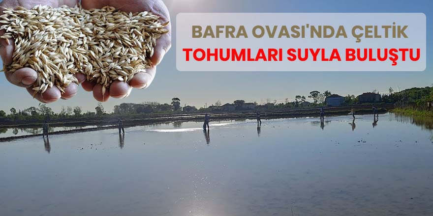 Bafra Ovası'nda Çeltik Tohumları Suyla buluştu