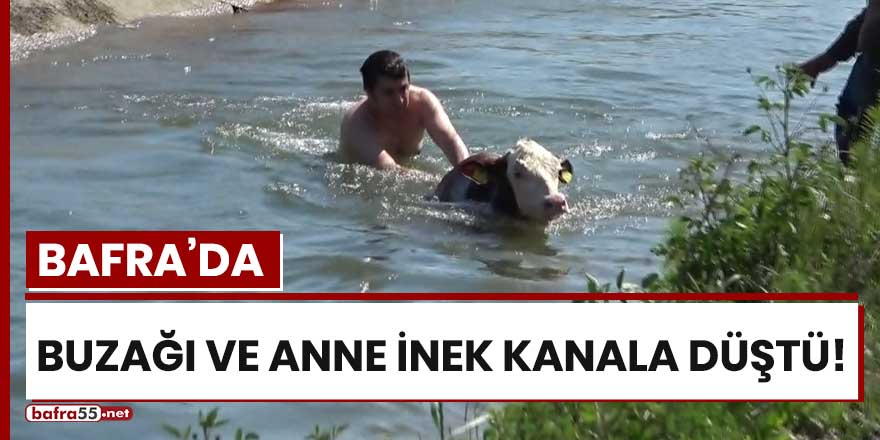 Bafra'da buzağı ve anne inek kanala düştü!