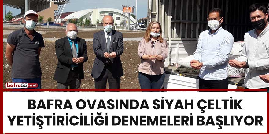 Bafra Ovasında siyah çeltik yetiştiriciliği denemeleri başlıyor