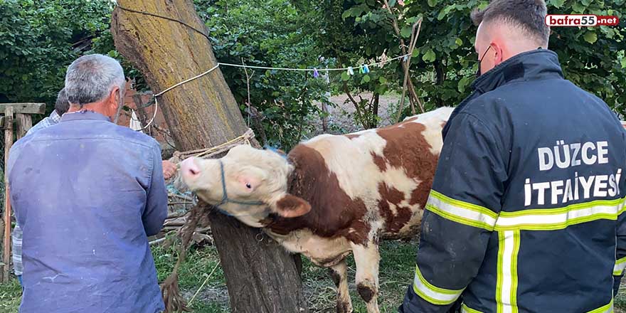 İneğin boynuna dolanan zinciri itfaiye ekipleri çıkarttı