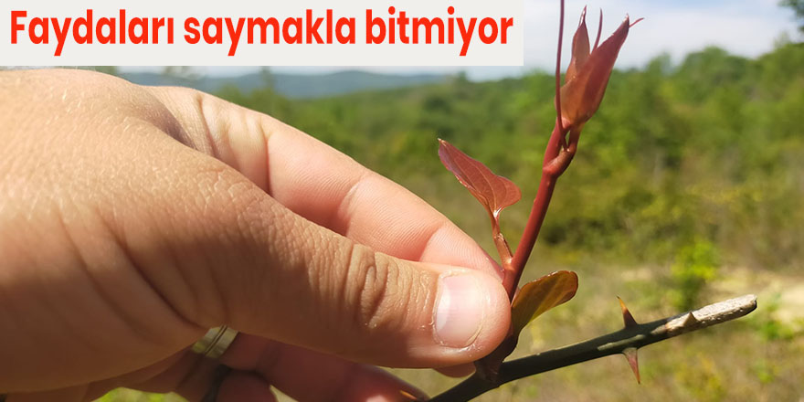 Faydaları saymakla bitmiyor