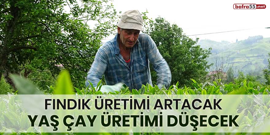 Fındık üretimi artacak, yaş çay üretimi düşecek