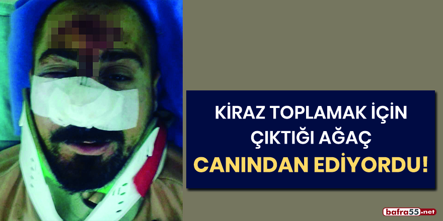 Kiraz toplamak için çıktığı ağaç canından ediyordu