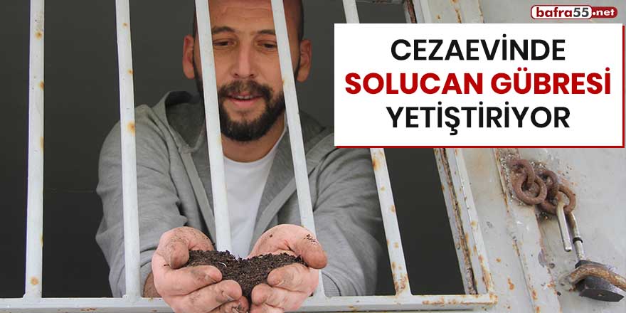 Cezaevinde solucan gübresi yetiştiriyor