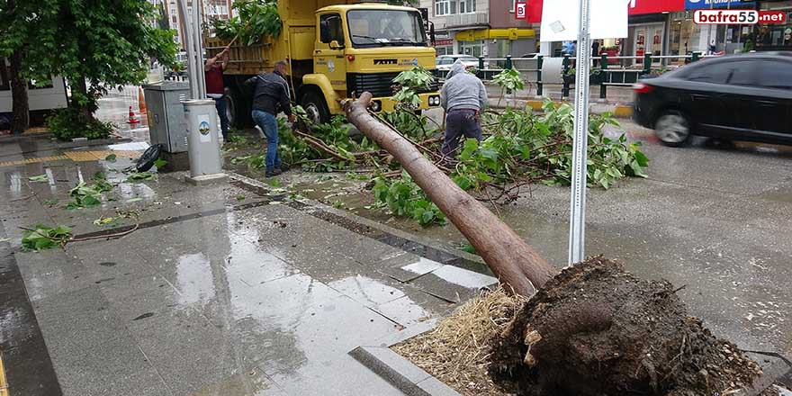 Tokat'ta şiddetli rüzgar ağaçları devirdi!