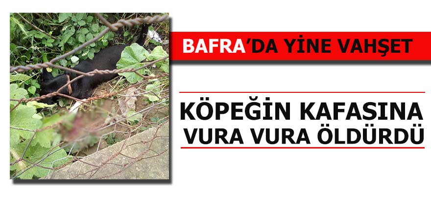 Köpeğin başına vura vura öldürdü