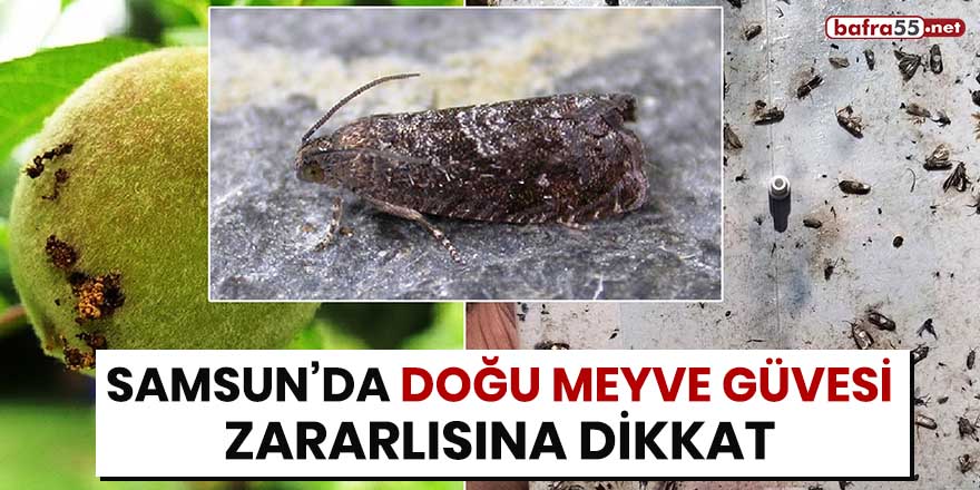 Samsun'da Doğu Meyve Güvesi zararlısına dikkat