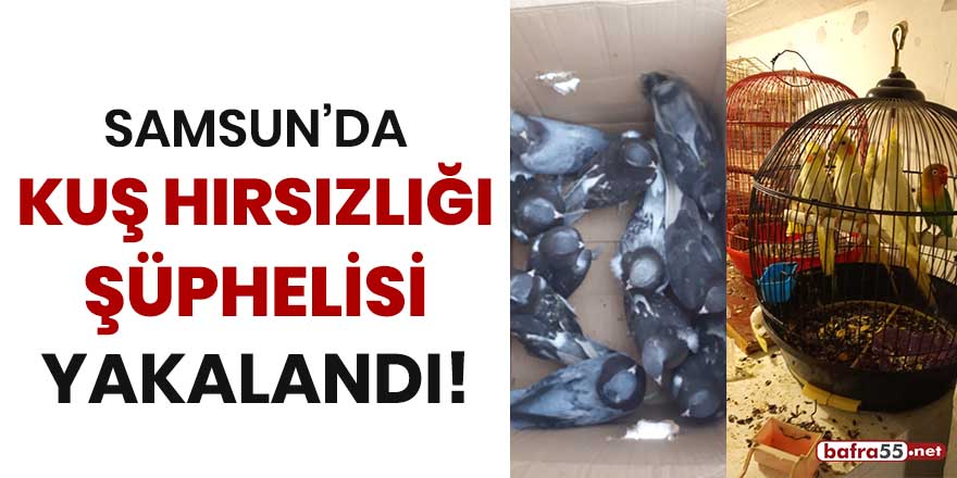 Samsun'da kuş hırsızlığı şüphelisi yakalandı