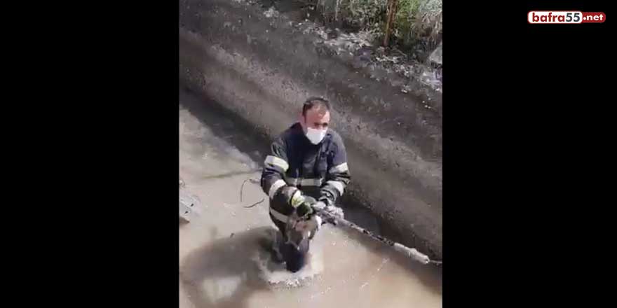 Irmakta boğulmak üzere olan yavru köpeği itfaiye kurtardı