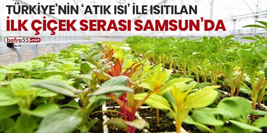 Türkiye’nin atık ısı ile ısıtılan ilk çiçek serası Samsun'da