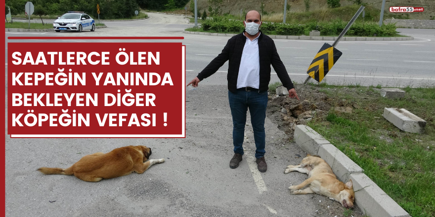 Köpek, kazada ölen diğer köpeğin yanından ayrılmadı!