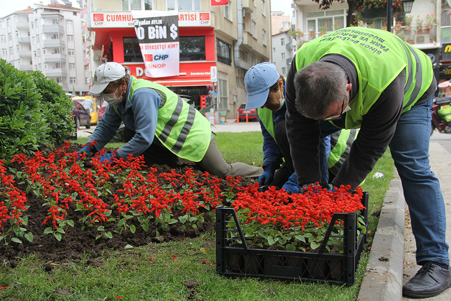 Sinop 40 bin çiçekle güzelleşiyor