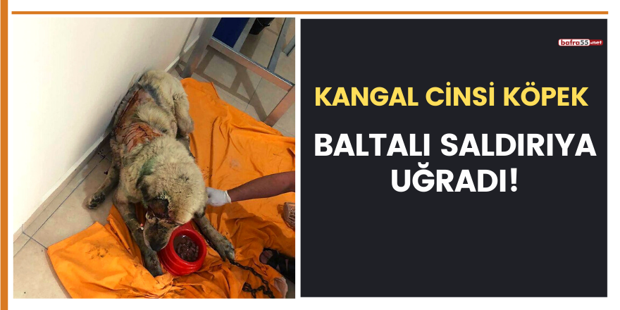 Kangal cinsi köpek baltalı saldırıya uğradı!