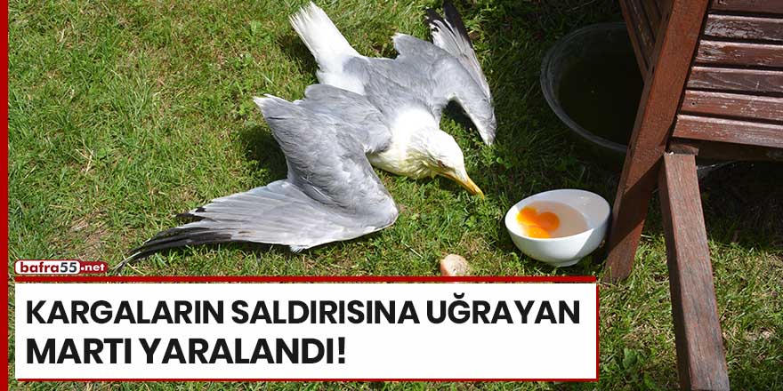 Kargaların saldırısına uğrayan martı yaralandı