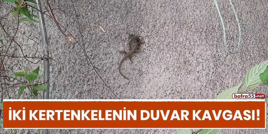 İki kertenkelenin duvar kavgası!