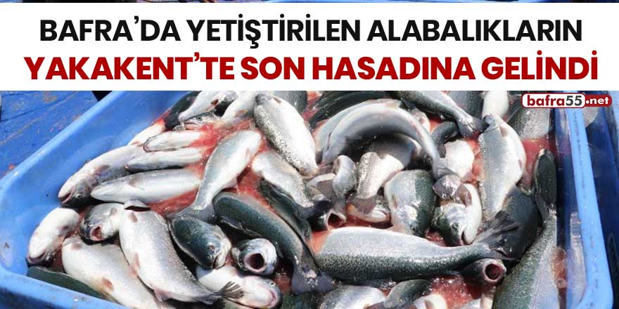 Bafra'da yetiştirilen alabalıkların Yakakent'te son hasadına gelindi