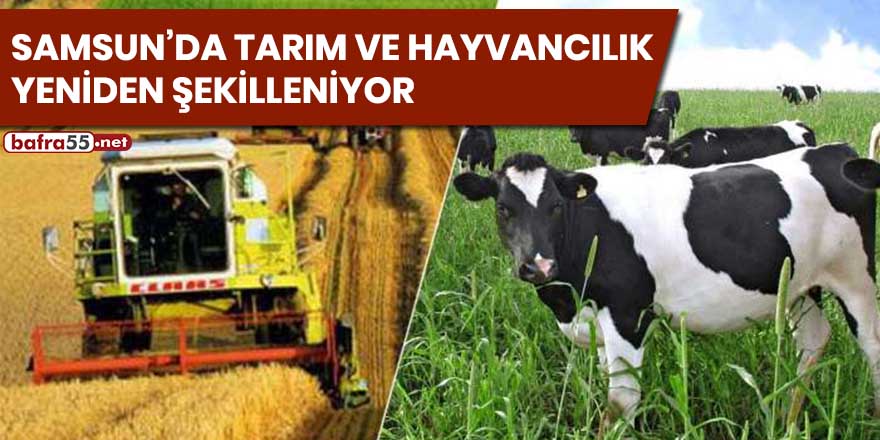 Samsun’da tarım ve hayvancılık yeniden şekilleniyor