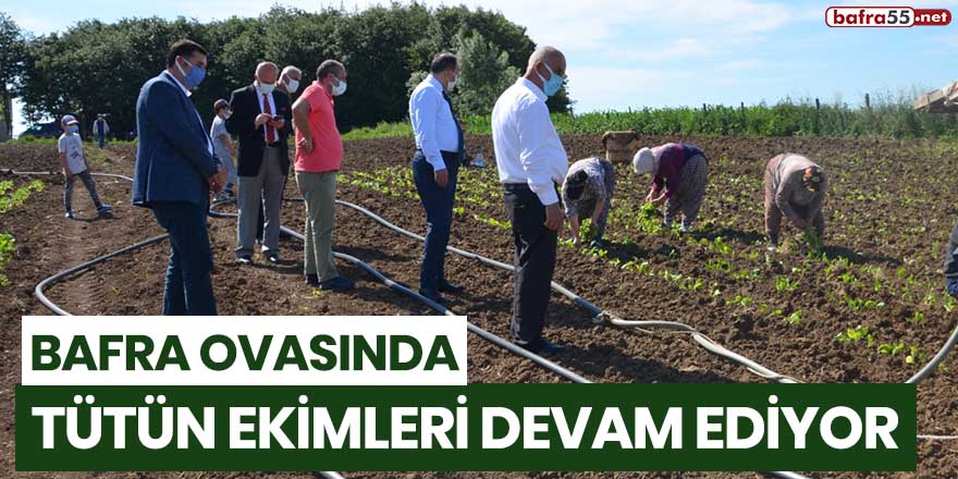 Bafra Ovasında tütün ekimleri devam ediyor