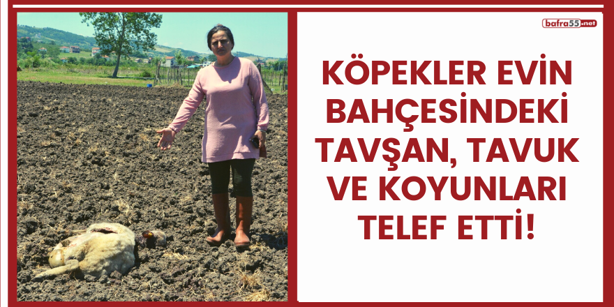 Köpekler evin bahçesindeki tavşan, tavuk ve koyunları telef etti!