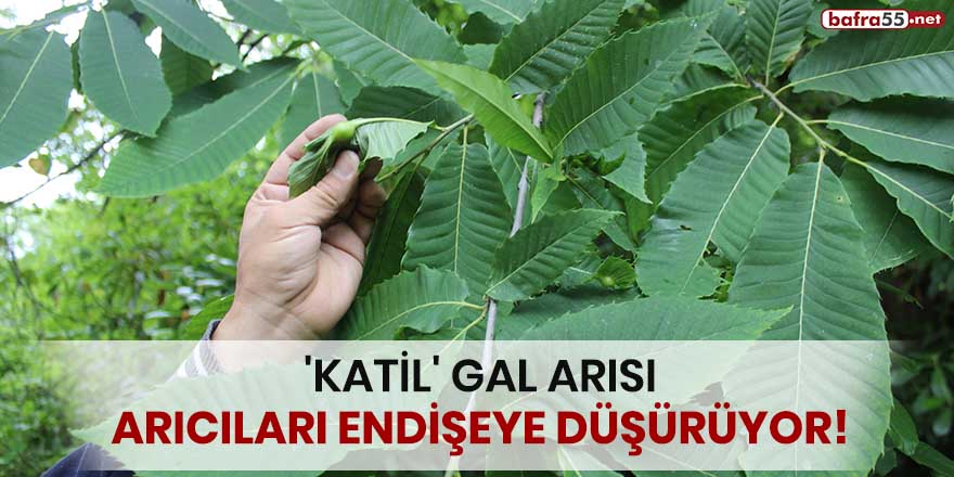 Katil Gal arısı, arıcıları endişeye düşürüyor!