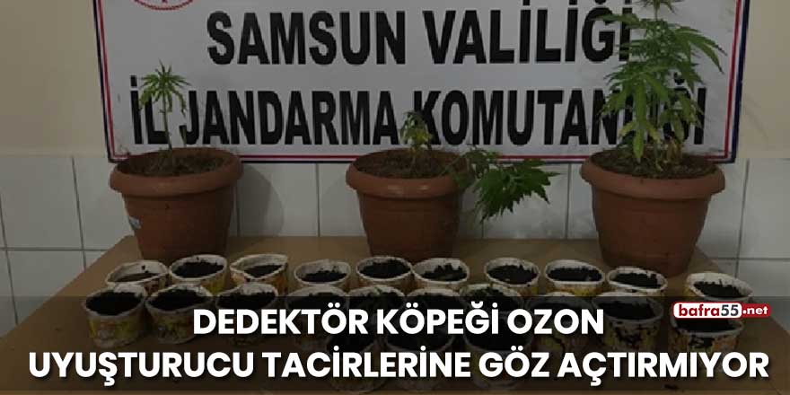 Dedektör köpeği 'Ozon' uyuşturucu tacirlerine göz açtırmıyor