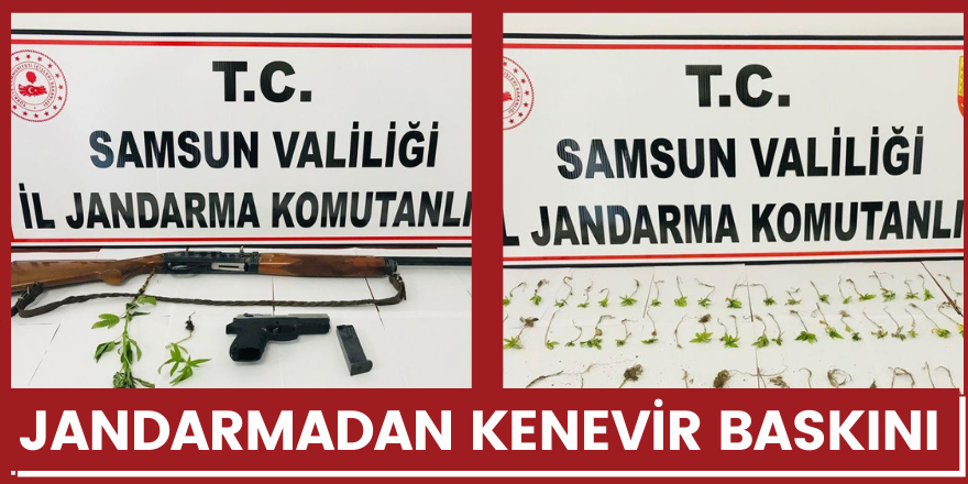 Jandarmadan kenevir baskını!