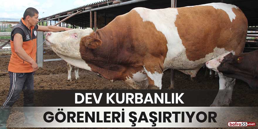 Dev kurbanlık görenleri şaşırtıyor