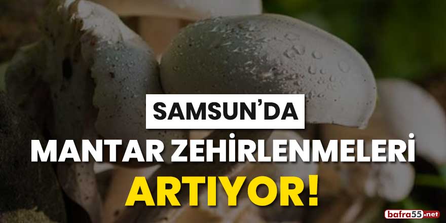 Samsun'da mantar zehirlenmeleri artıyor!