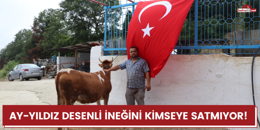 Ay-yıldız desenli ineğini kimseye satmıyor!