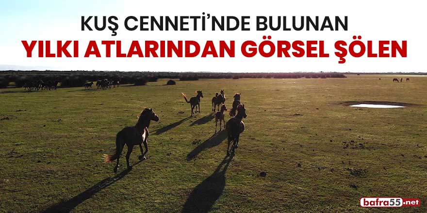 Kuş Cenneti'nde bulunan yılkı atlarından görsel şölen