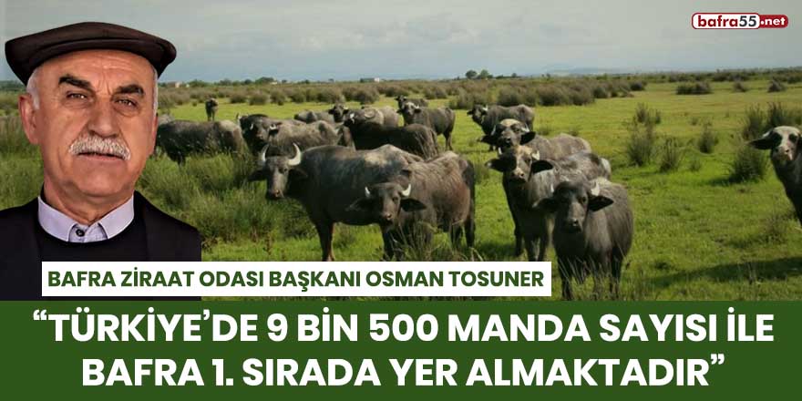 Başkan Tosuner: "Türkiye’de 9 bin 500 manda sayısı ile Bafra 1’inci sırada yer almaktadır"