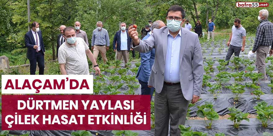 Alaçam'da Dürtmen Yaylası Çilek Hasat Etkinliği