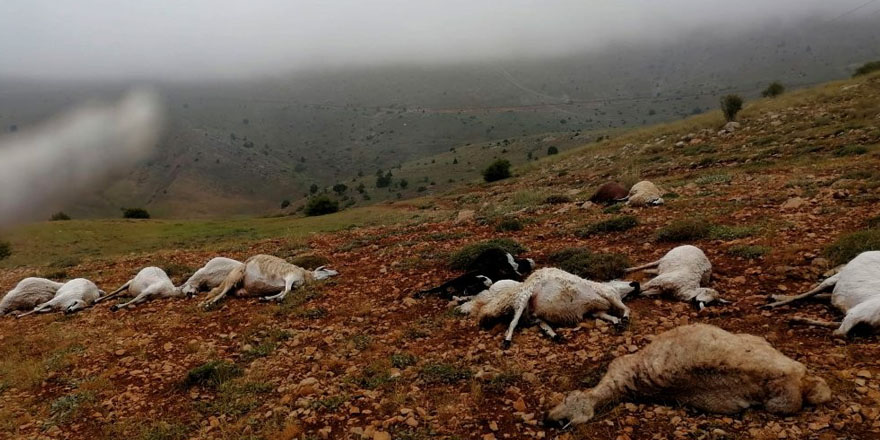 Giresun'da yıldırım düştü 16 koyun telef oldu