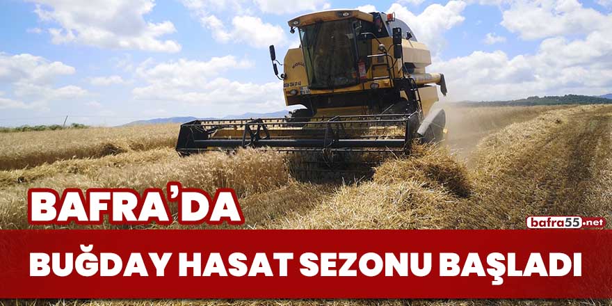 Bafra'da buğday hasat sezonu başladı