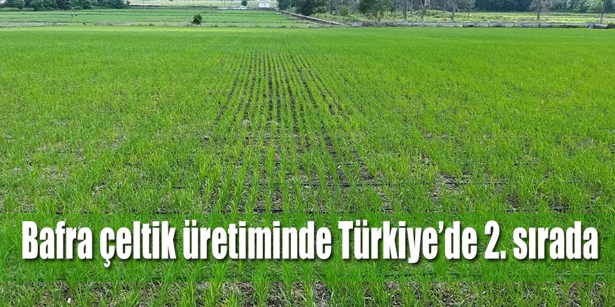 Bafra çeltik üretiminde Türkiye’de 2. sırada