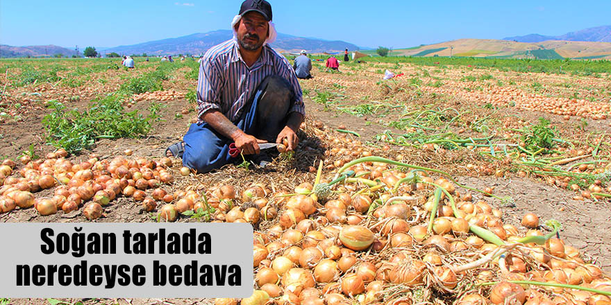 Soğan tarlada neredeyse bedava