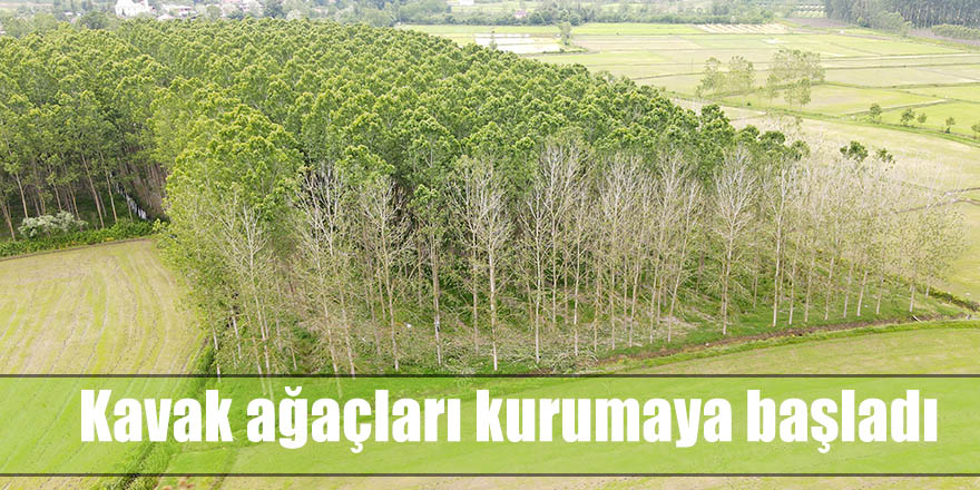 Kavak ağaçları kurumaya başladı