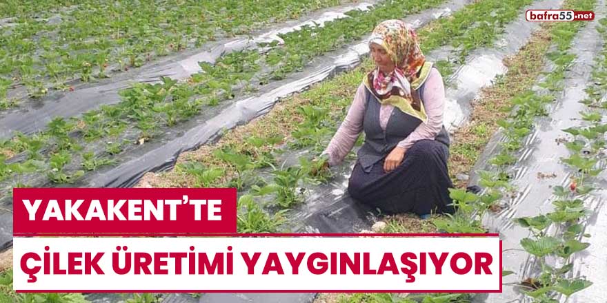 Yakakent'te çilek üretimi yaygınlaşıyor